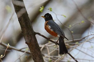 Thrush, American RObin, 2015-05044880 Broad Meadow Brook, MA